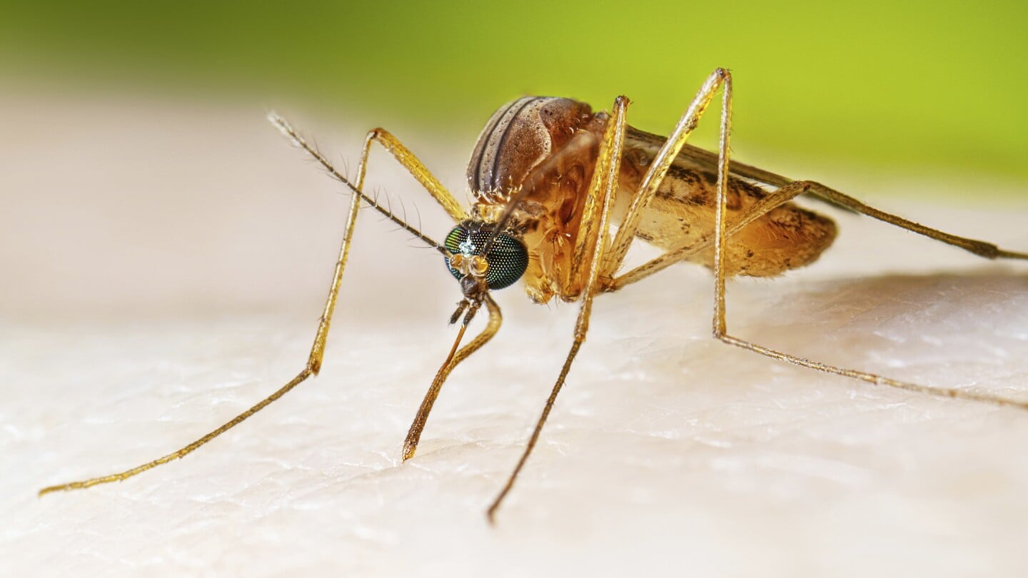 Featured image for West Nile Virus Cases Rise, Health Warnings Issued
