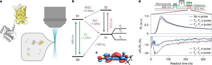 Featured image for Scientists Develop Fluorescent Protein-Based Biological Qubits