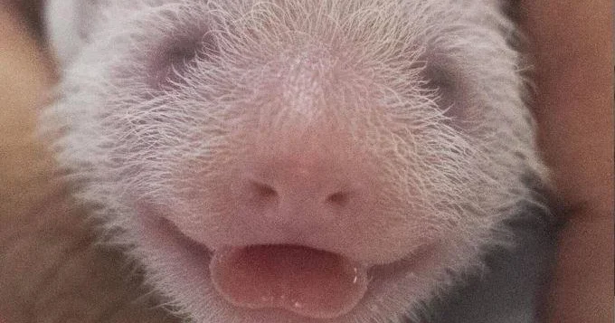 "Pandamonium as South Korea's Amusement Park Welcomes Twin Panda Cubs"