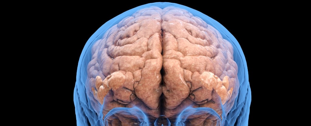 Featured image for "Alcohol Abstinence: A Game-Changer for Brain Repair, Study Reveals"