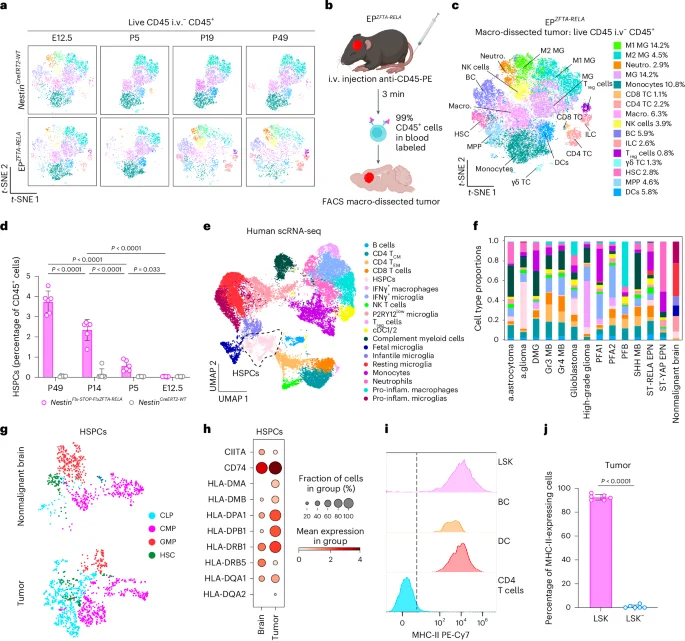 Skull bone marrow drives immunotolerance in pediatric brain tumors