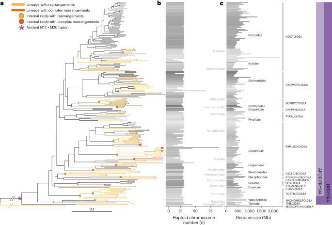 Featured image for "Unchanged for 250 Million Years: The Dynamics of Butterfly Genome Evolution"
