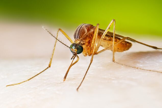 Deactivating mosquito sperm: A new approach to control mosquito populations.