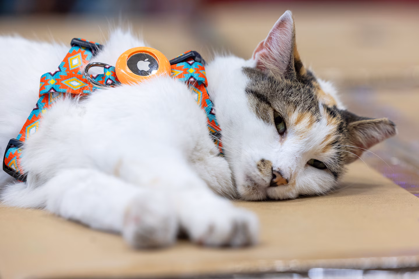 Featured image for Missing Lowe's Cat Francine Returns Home After 85-Mile Adventure