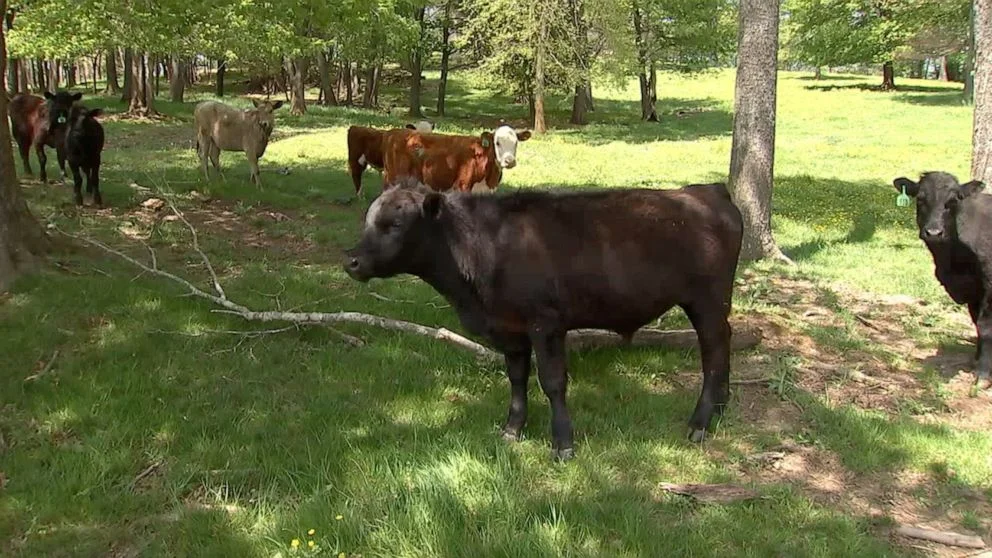 Cows aid police in capturing suspect in North Carolina chase.