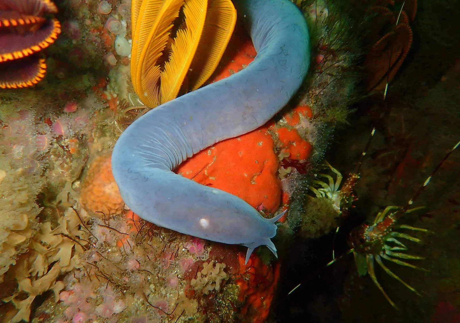 Hagfish Slime Sparks a Sustainable Materials Revolution
