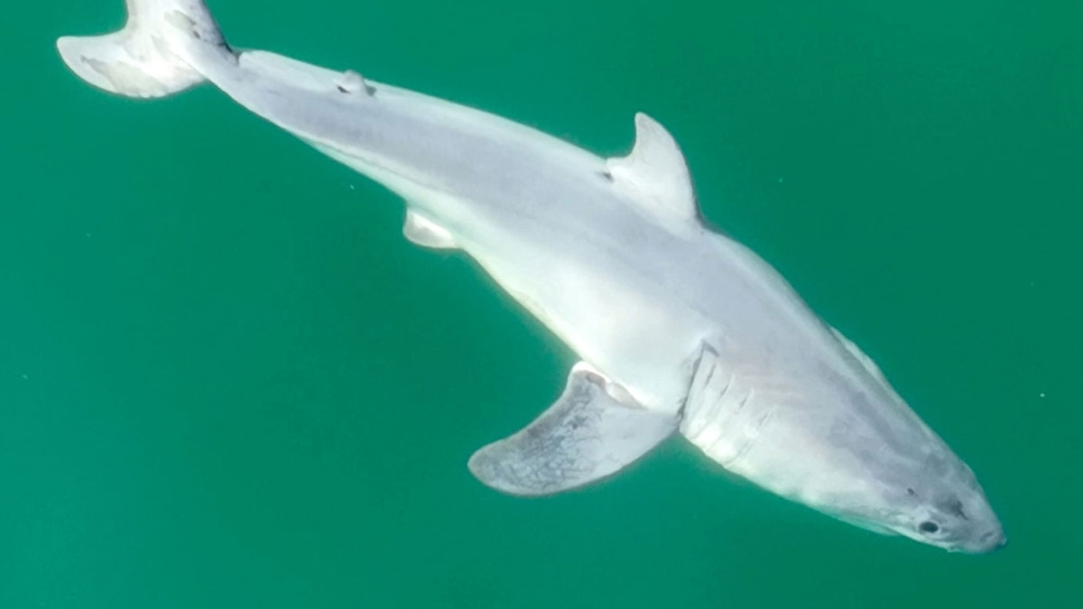 Featured image for "Rare Footage: World's First Live Birth of a Great White Shark Captured on Video"