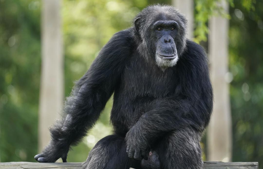 Featured image for The Surprising Reason Why Apes Love to Spin