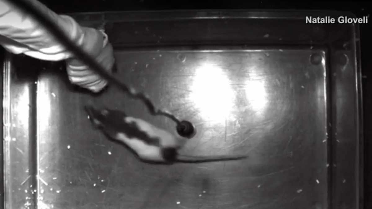 Featured image for Giggling Rats Tickled for Scientific Study