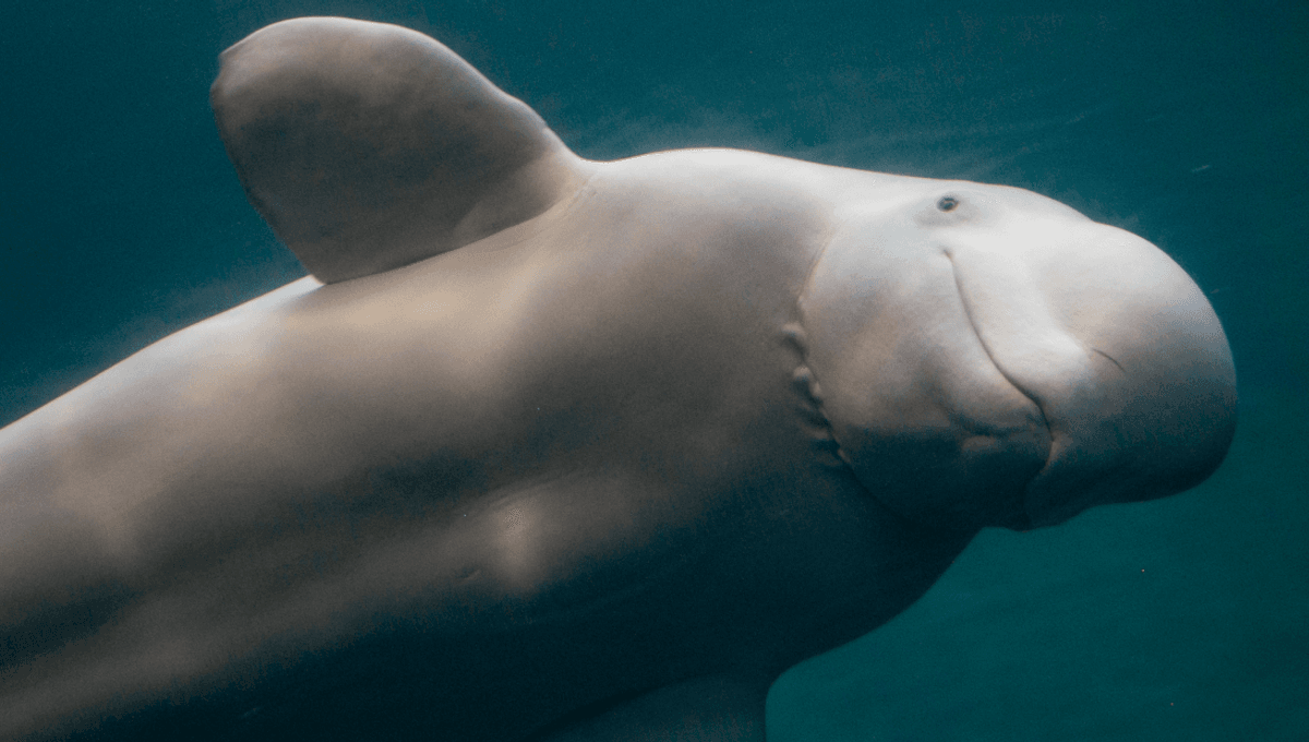 Featured image for Scientists Hear Unexplained Voices from Cetacean Enclosure in 1984