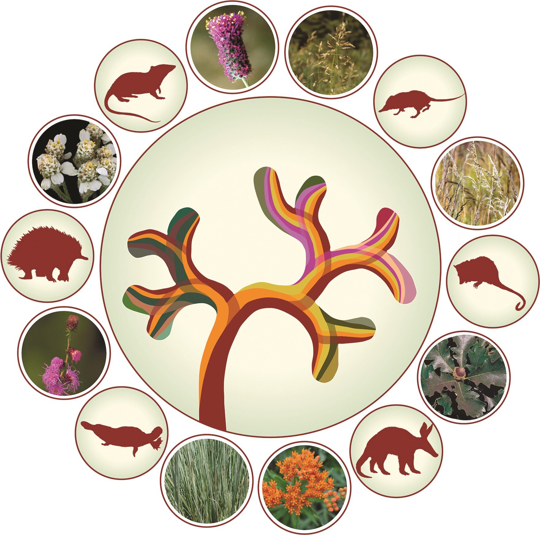 Featured image for "Researchers: 'Living Fossils' Are Unique, Not Ancient"