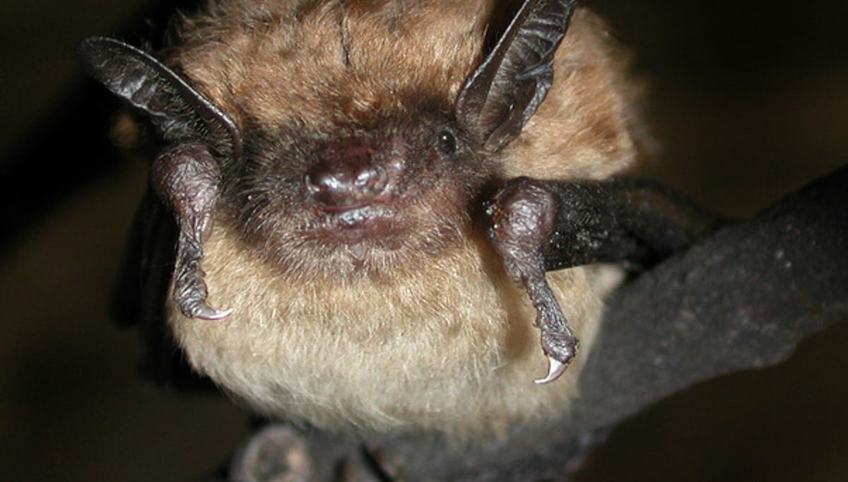 "Michigan Women Seek Justice in Airbnb Lawsuit Following Bat Attack"