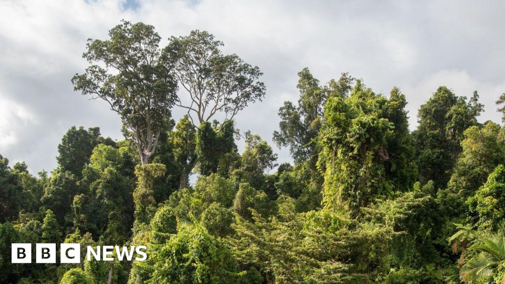 Featured image for Australian Rainforests Shift from Carbon Sinks to Emission Sources