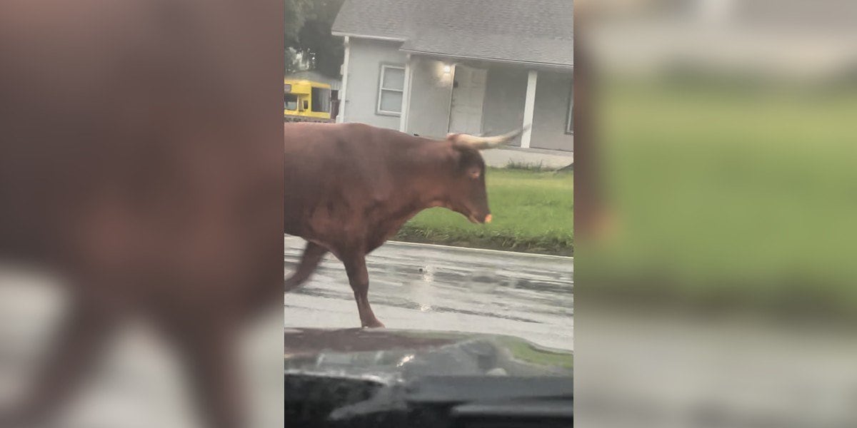 Featured image for "Wild Bull Rampages Through West Charlotte Streets"