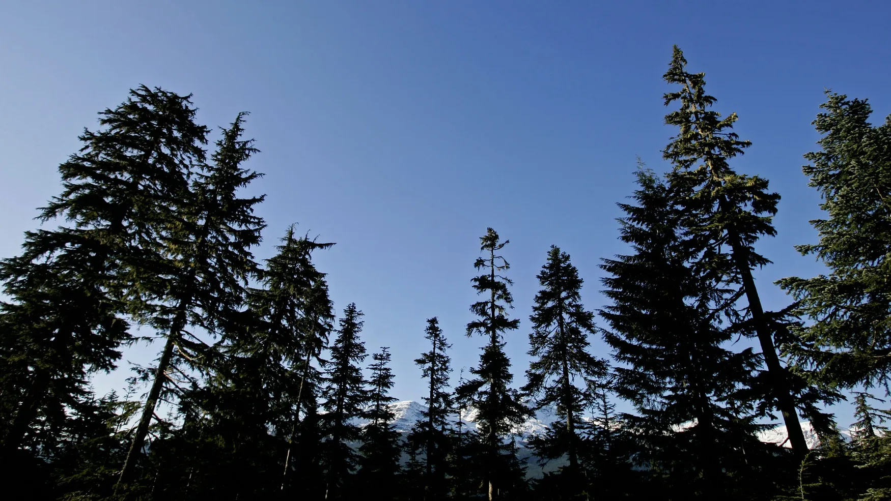 Hiker Found Alive After 50 Days in Canadian Wilderness