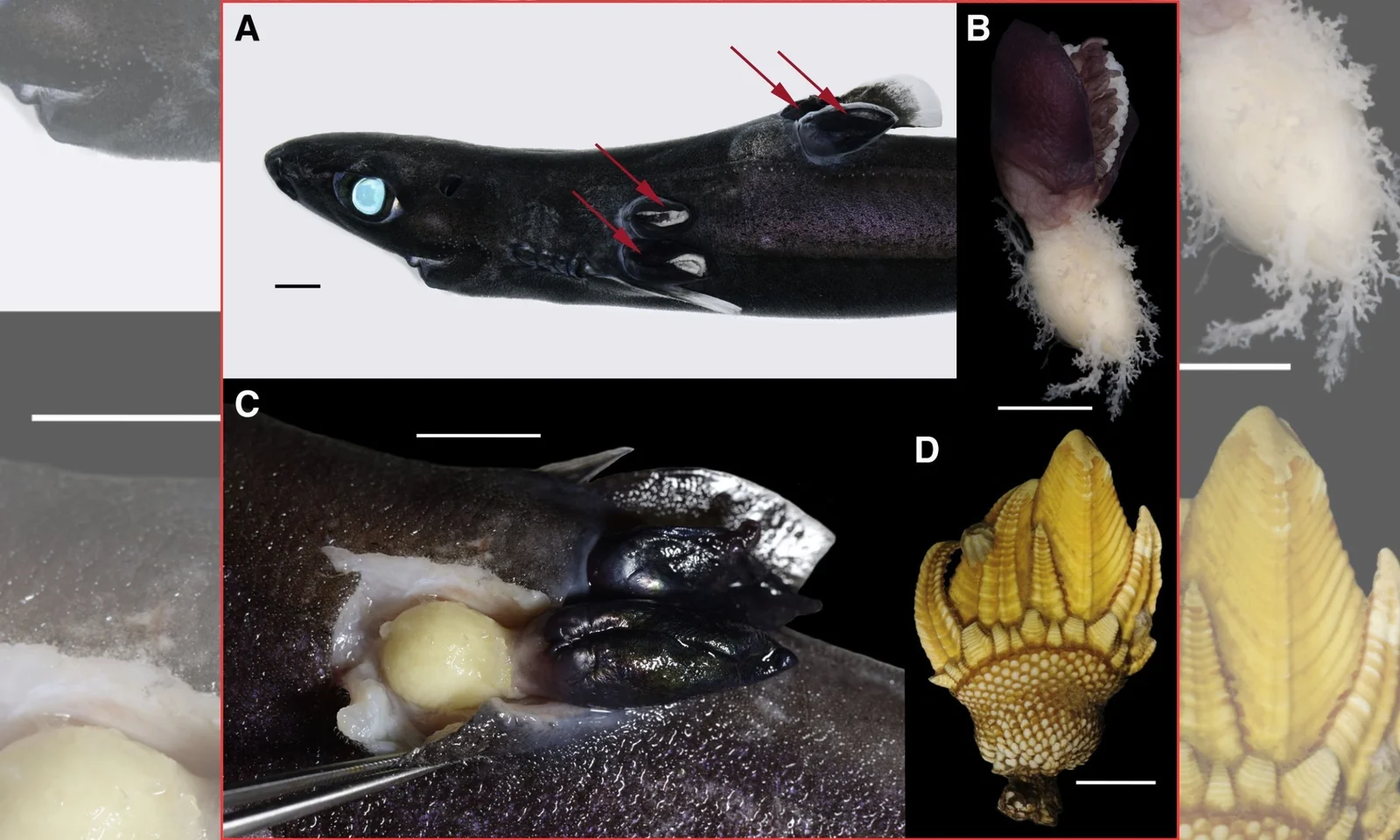 Parasitic barnacle hijacks deep-sea sharks in a Norwegian fjord