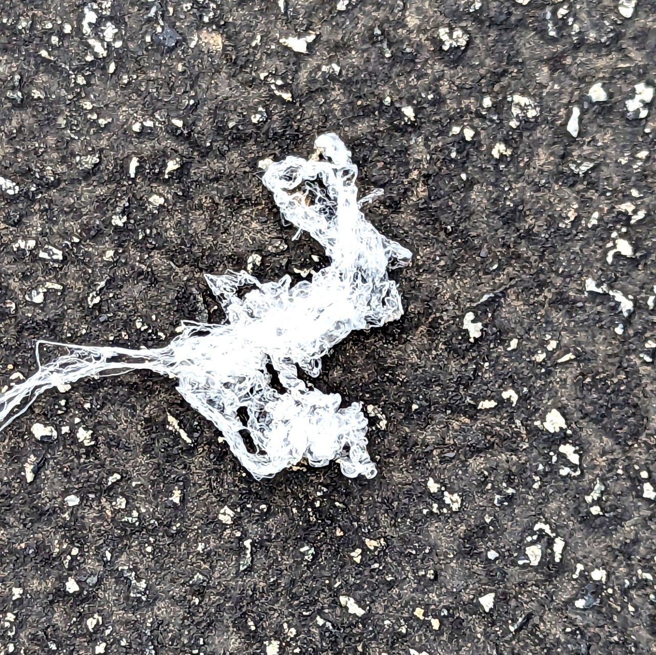 Featured image for Spider 'Balloons' Descend from California Sky, Baffling Experts