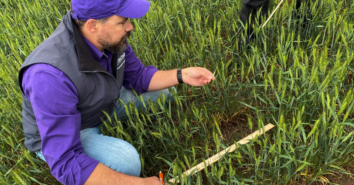 Kansas Wheat Farmers Suffer Severe Losses Due to Drought and Abandonment.