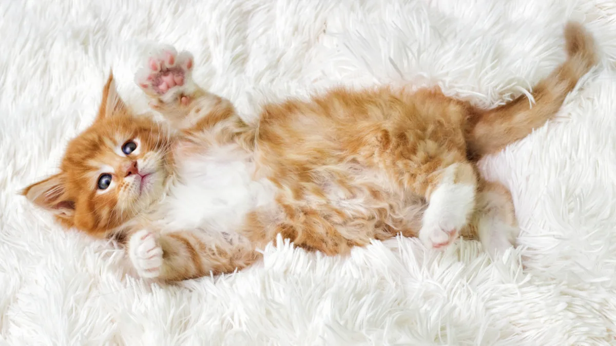 Featured image for Maine Coon Kitten's Amazing 5-Month Transformation