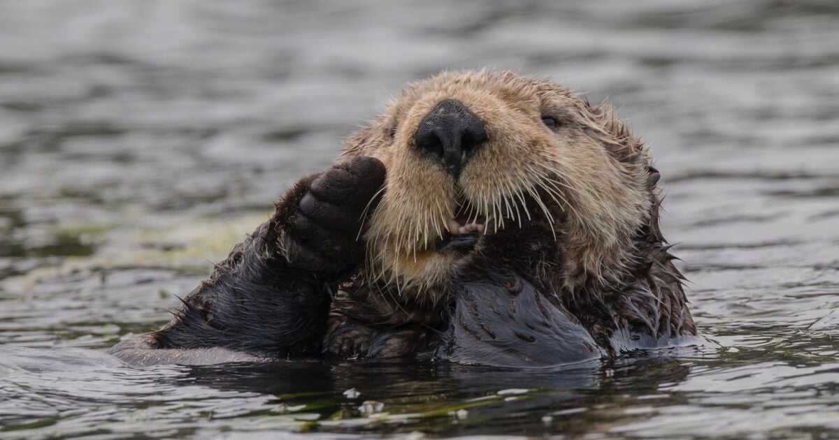 Featured image for Deadly Parasite Threatens California Sea Otters.