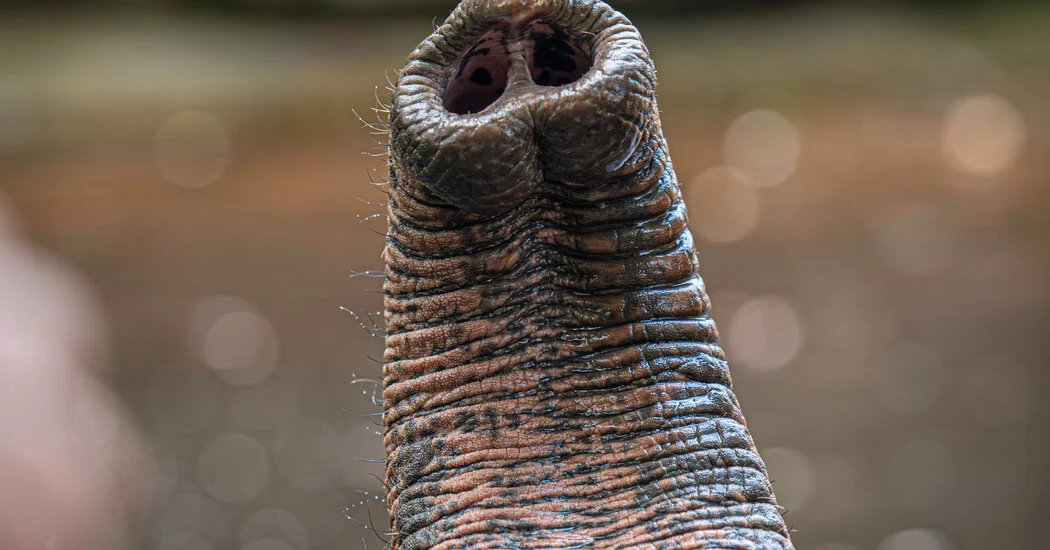 Elephants Rely on 1,000 Trunk Whiskers as Irreplaceable Sensors