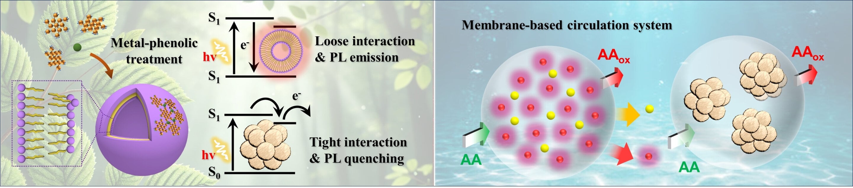 Featured image for Revolutionary Solar Tech Converts Water to Green Hydrogen Fuel