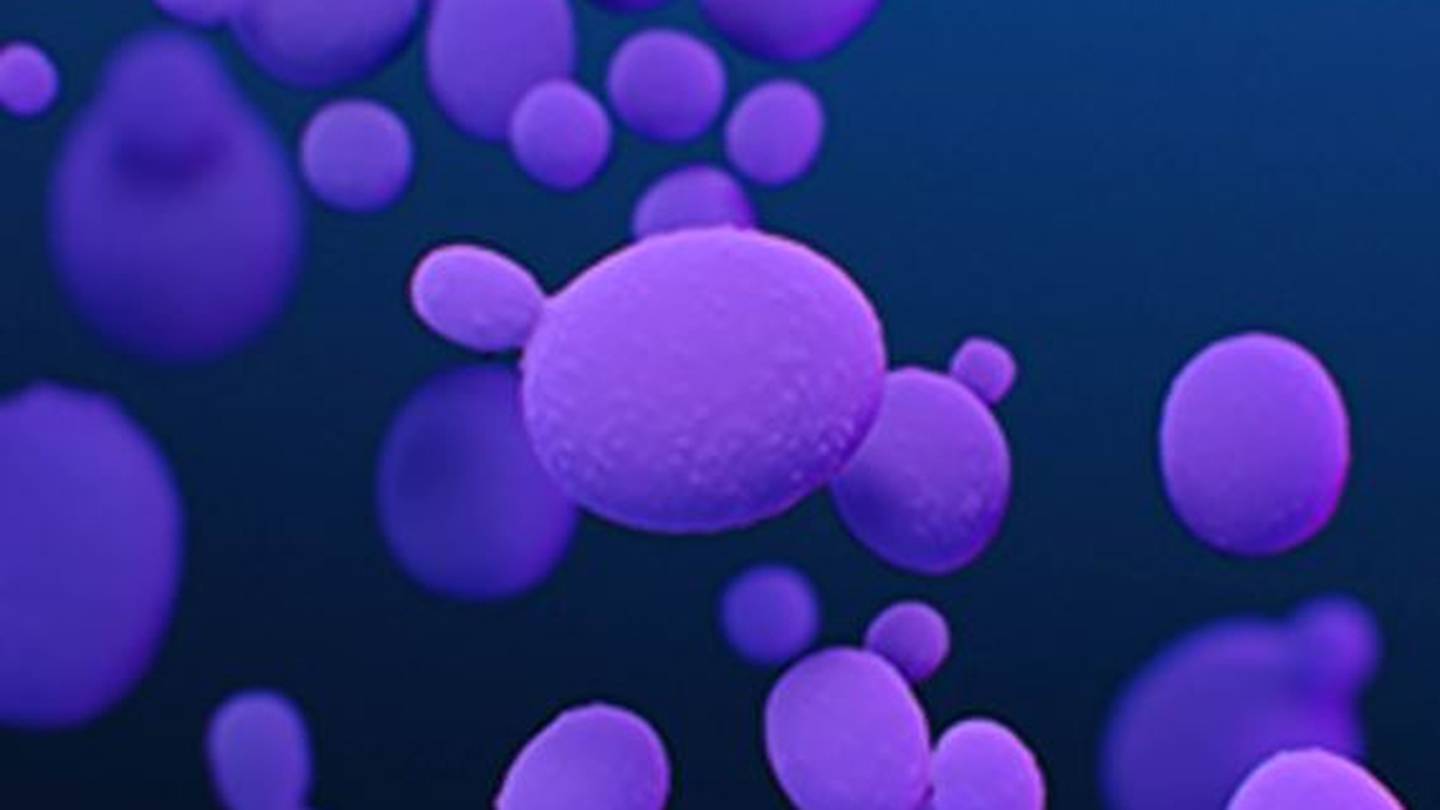 Featured image for First Case of Deadly Drug-Resistant Fungus Detected in Pierce County Man