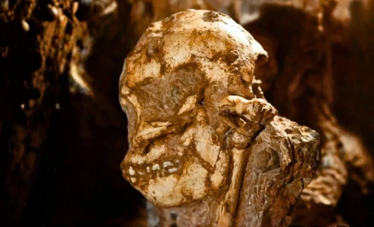 Digital Face of Little Foot Unearthed from a 3.67-Million-Year Skull