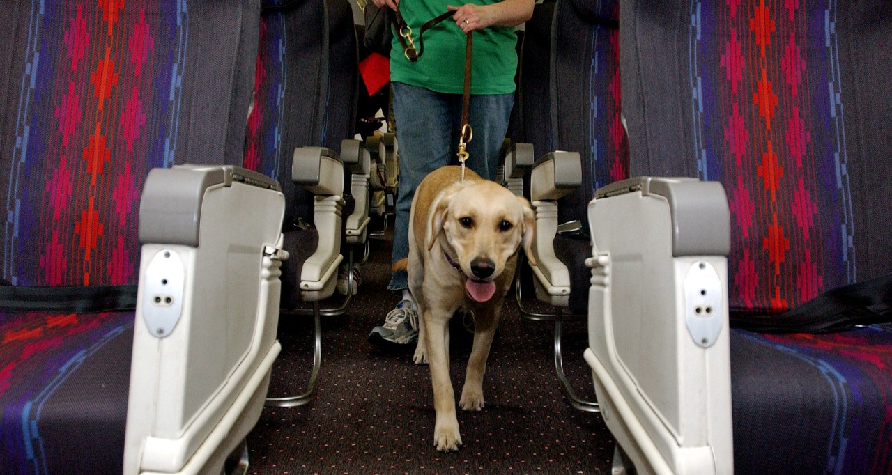"BARK Air Launches Luxury Pet Flights from New York"