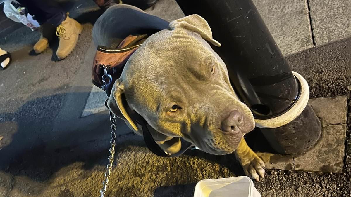 Featured image for "Rise in Abandoned XL Bullies Spurs Race to Rehome Amid UK Breed Ban and Attack Surge"