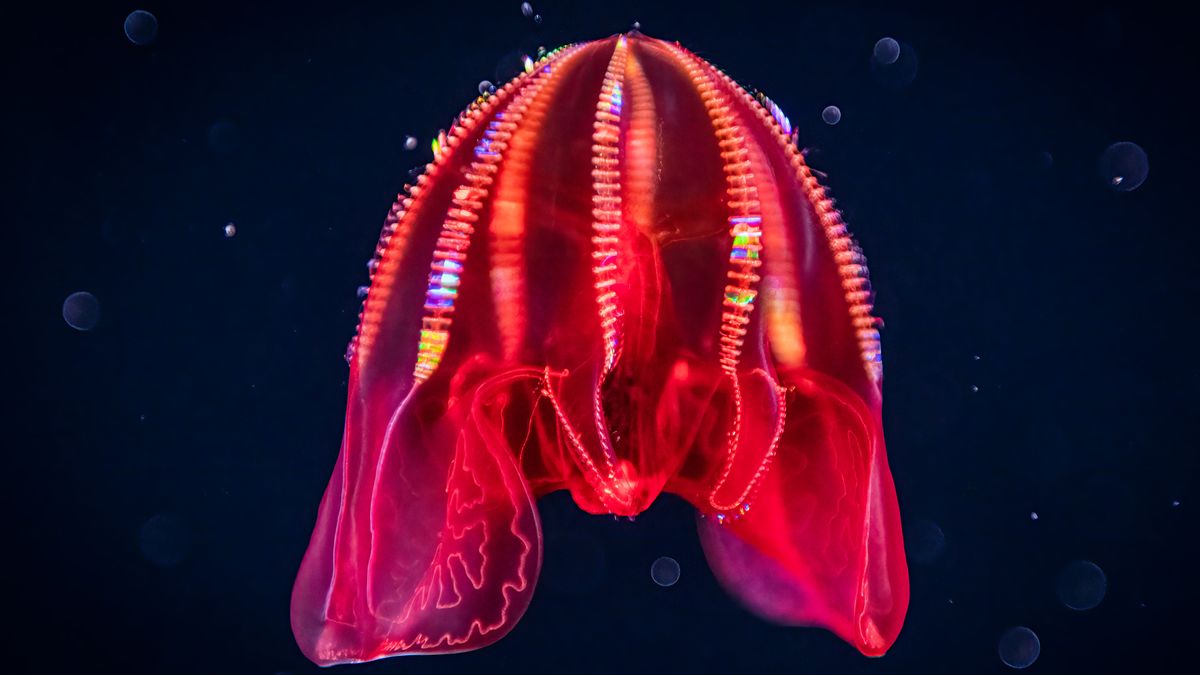 Featured image for Ctenophore identified as oldest living creature, solving tree of life mystery.