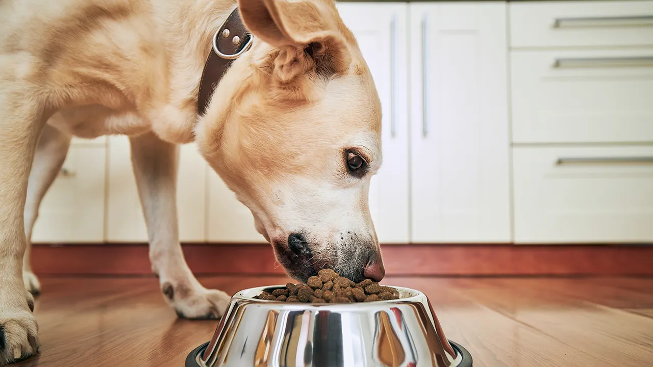 Featured image for "Purina Debunks Viral Pet Food Safety Concerns"
