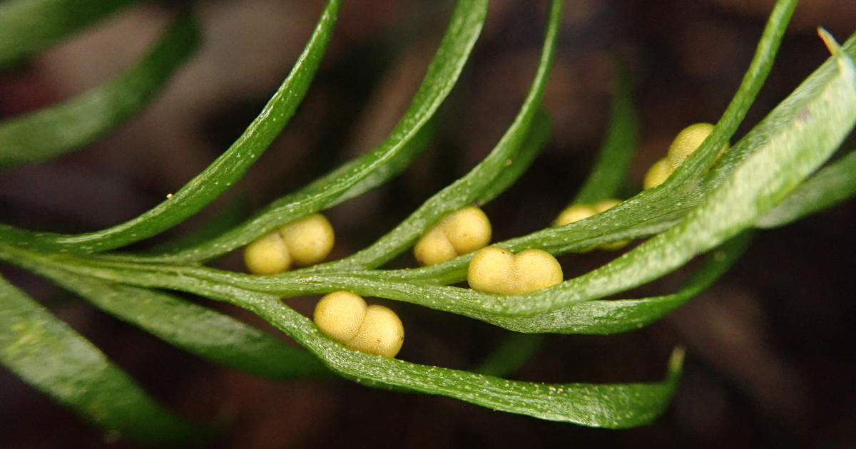 Featured image for Tiny Fern Sets World Record for Largest Genome