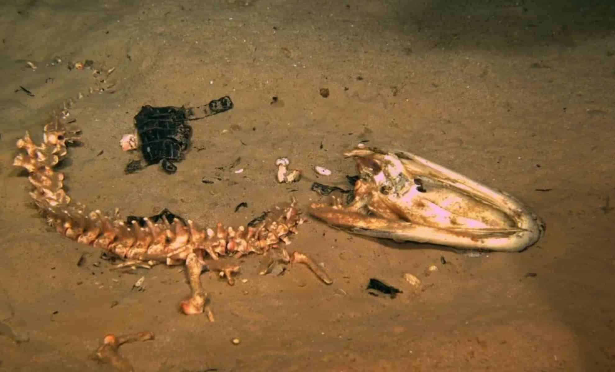 Featured image for Zombie Worms Devour Marine Reptile Skeletons in the Ocean