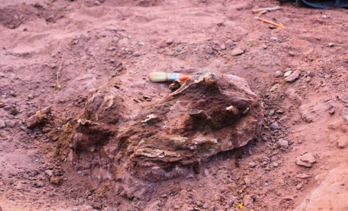 Featured image for Ancient Argentine Dinosaur Unearths Unique Intact Skull