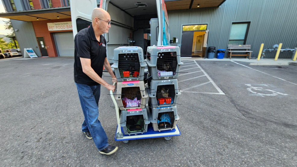Seattle Humane aids Maui community in aftermath of devastating wildfires