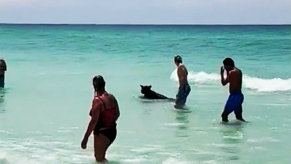 Featured image for Black bear surprises beachgoers with Gulf of Mexico swim in Destin, Florida.