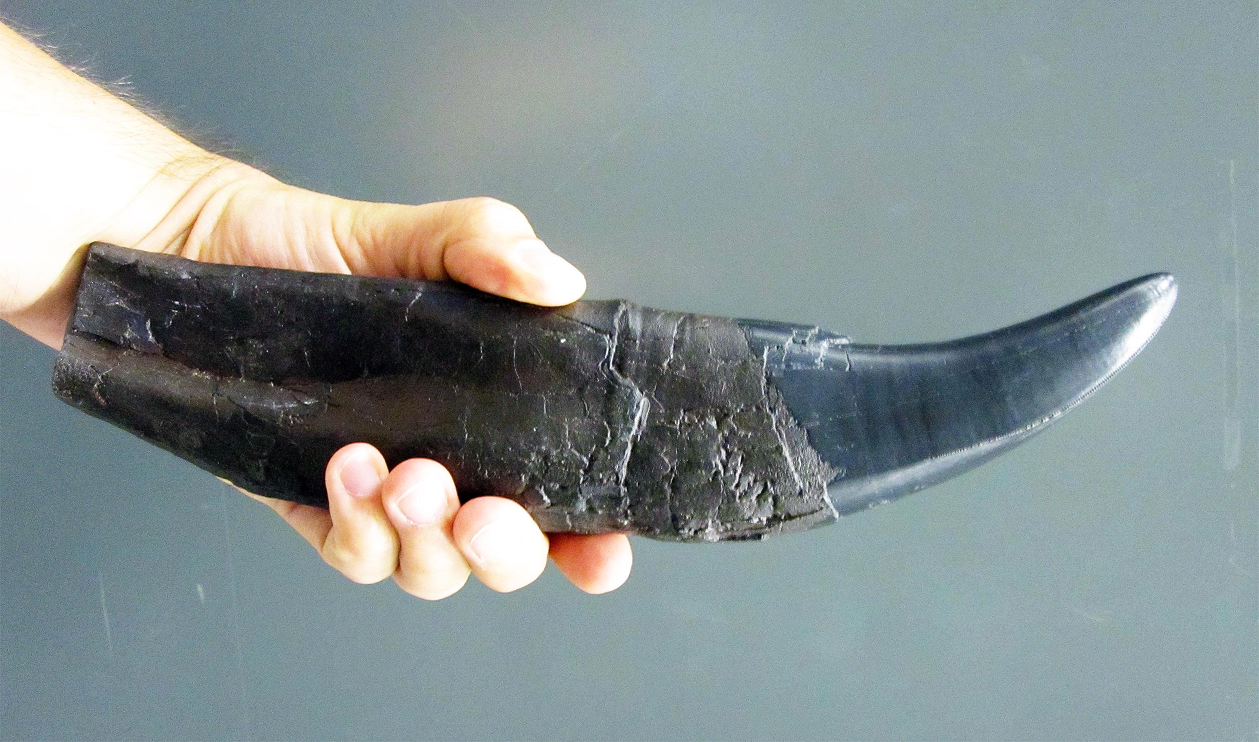 Featured image for Dinosaur Teeth Uncover Jurassic Climate and Diet Insights