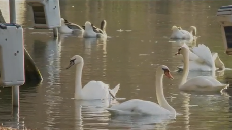 "Outbreak Alert: Bird Flu Strikes Lake Eola Swans and Disney Area"