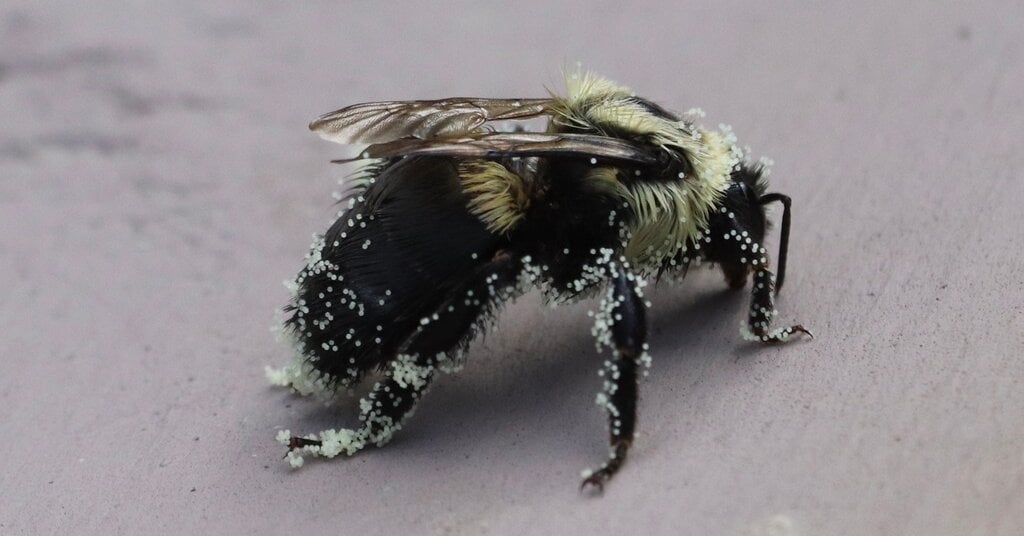 Featured image for "Comprehensive Recap of Spelling Bee Answers for Early January 2024"