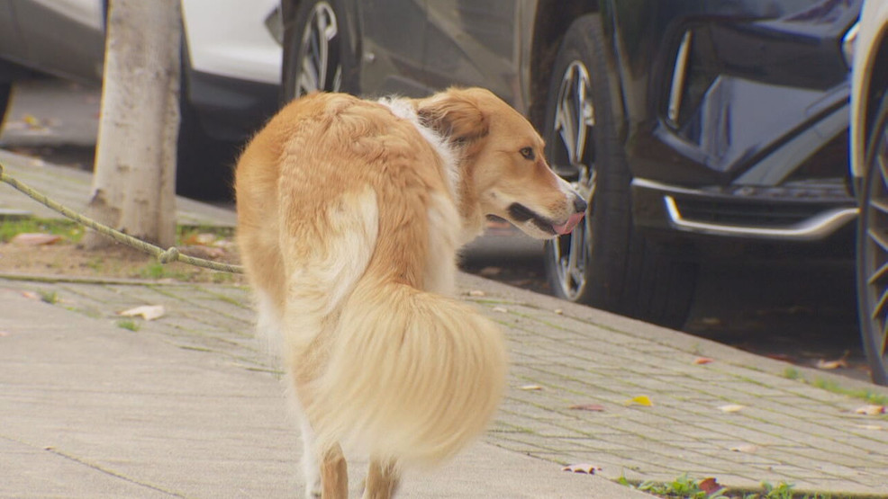Featured image for Oregon Veterinary Medical Association Issues Warning for Kennel Cough Outbreak in Portland Metro Area
