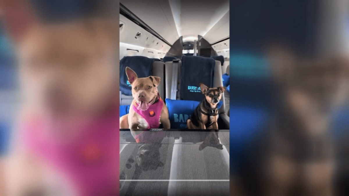 Featured image for Bark Air Launches First Luxury Flights for Dogs