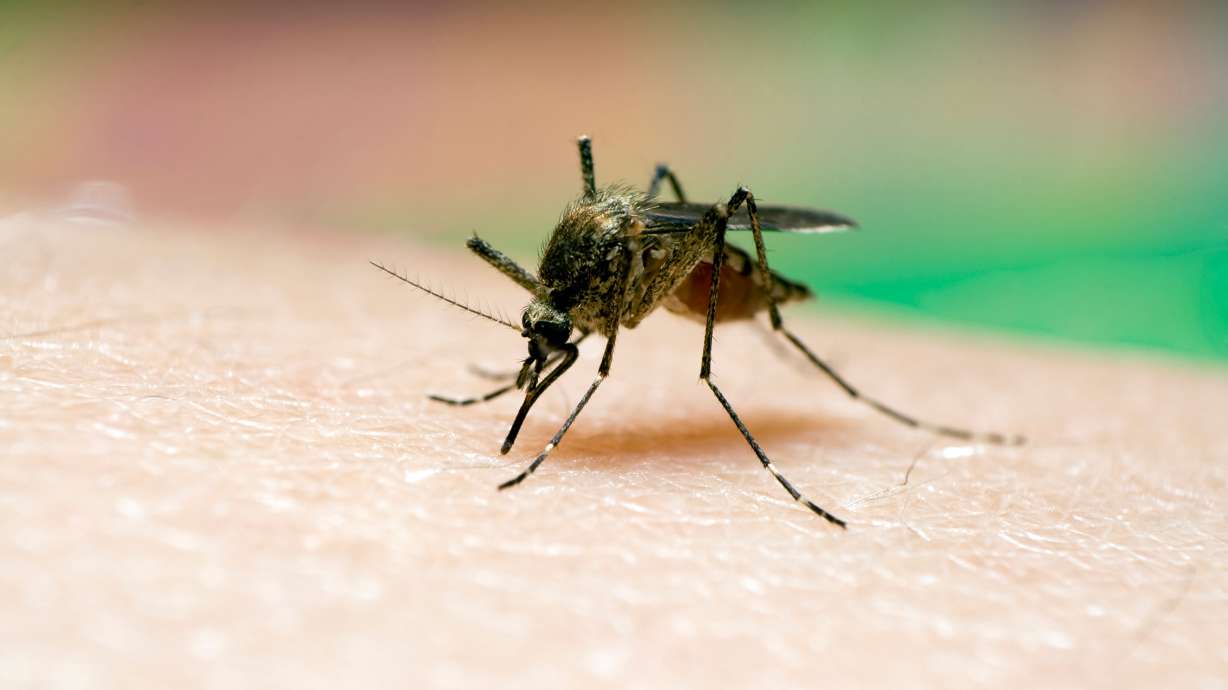 West Nile Virus Detected in Davis County Pool Mosquitoes