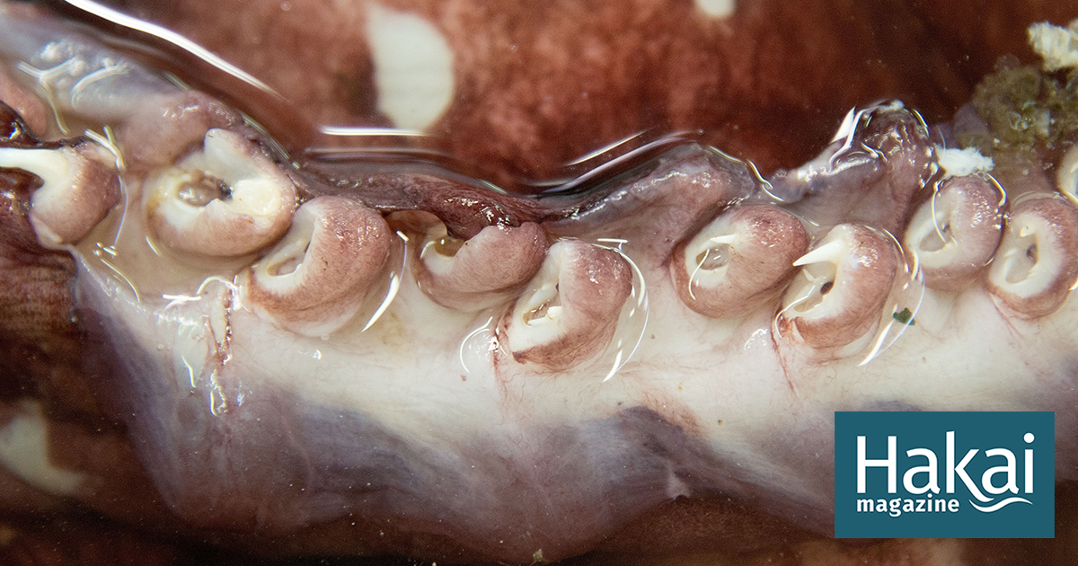 Featured image for "Exploring the Kraken's Lair"