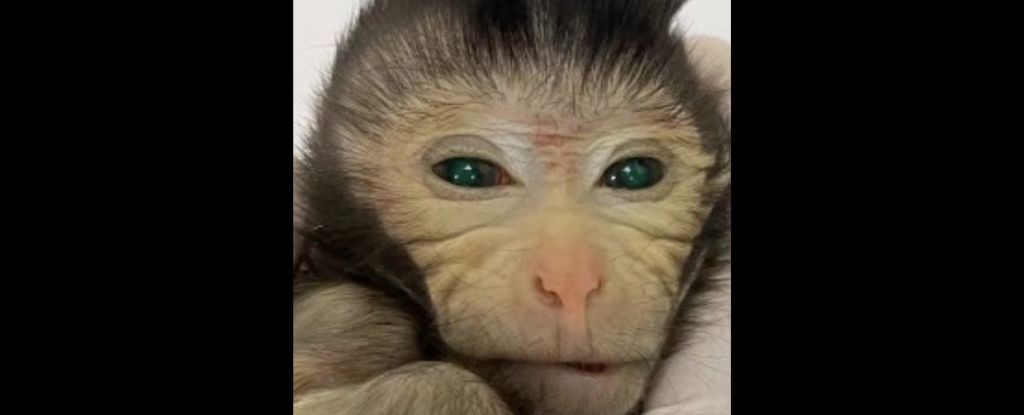 Featured image for China's Groundbreaking Monkey Chimera: Glowing Fingertips and Green Eyes
