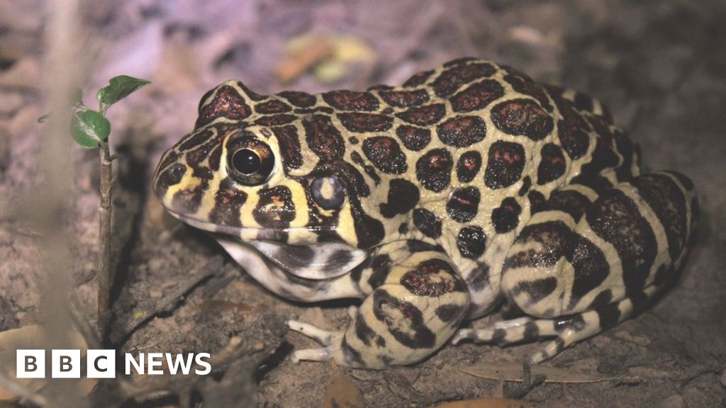 "Unveiling the Intimate Secrets of the Elusive 'Leopard-Print' Frog's Sex Life"