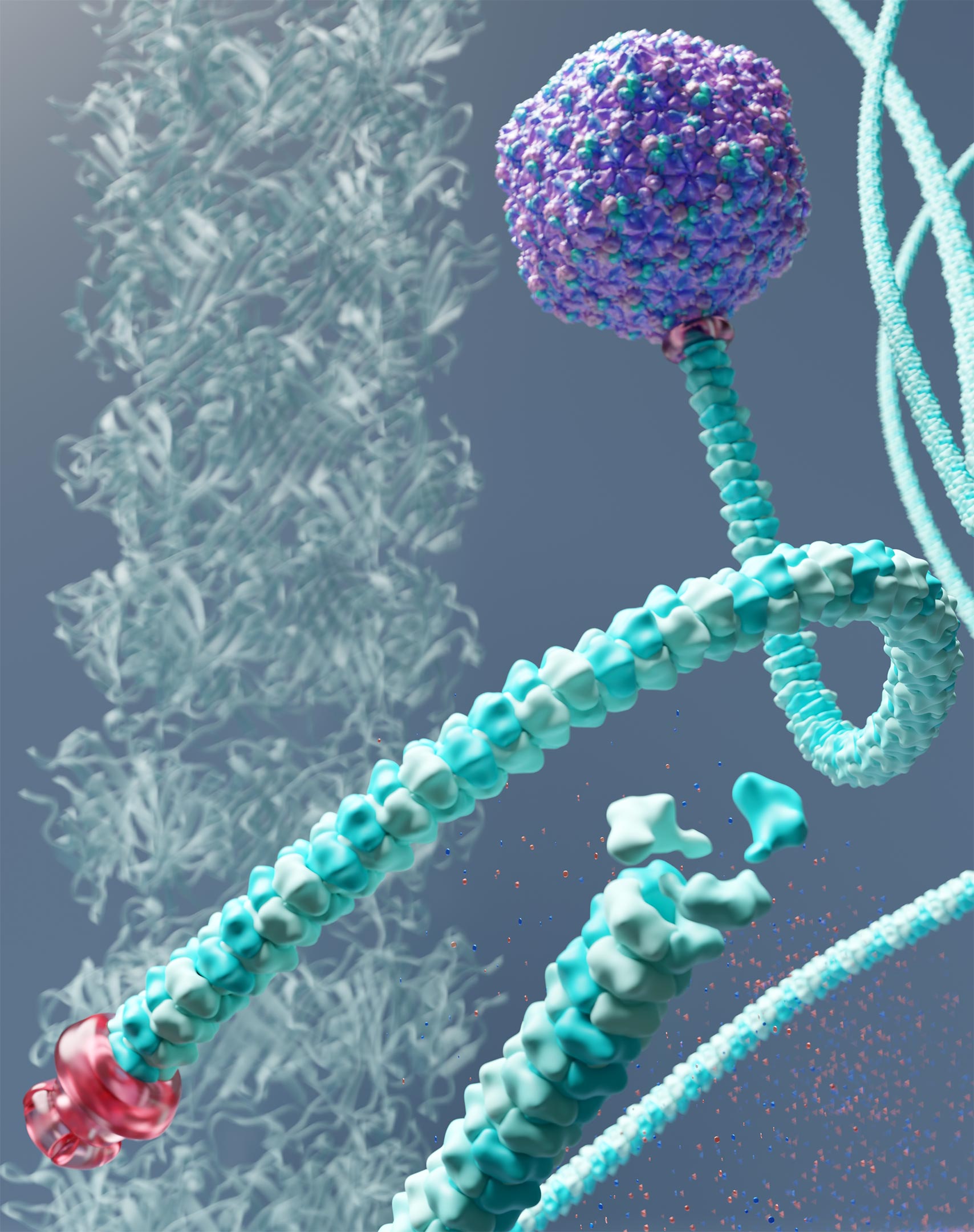 The Evolutionary Marvel of the "Rapunzel" Virus.