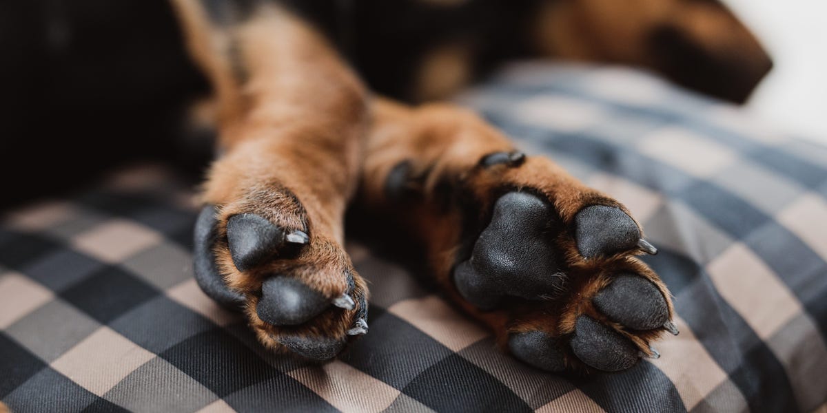 Featured image for Lost Toddler Found Asleep in Woods, Using Family Dog as Pillow