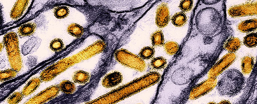 Featured image for Rising Bird Flu Cases in US Spark Pandemic Concerns