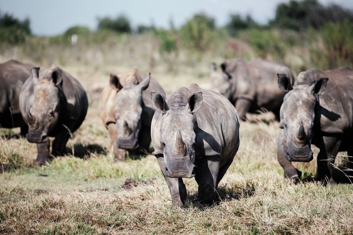Featured image for South African Rhino Breeder Arrested in $14M Horn Trafficking Ring